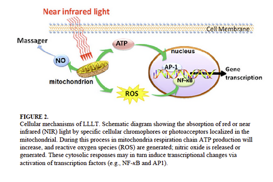 Does Red Light Therapy Promote Wound Healing?